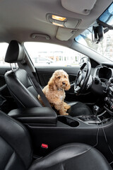 Brown Golden Doodle sits behind the wheel of a car with a black interior, playfully posing as the...