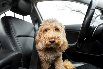 Brown Golden Doodle sits behind the wheel of a car with a black interior, playfully posing as the driver. Adorable dog-driver moment.