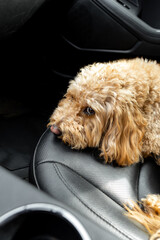 Sad Golden Doodle left alone in a car with black leather interior, looking out with longing eyes. Emotional moment inside parked vehicle.