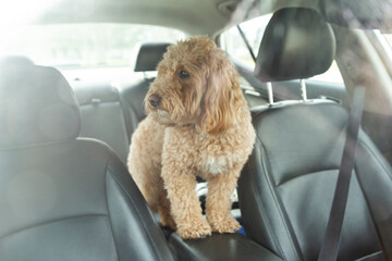 Sad Golden Doodle left alone in a car with black leather interior, looking out with longing eyes. Emotional moment inside parked vehicle.