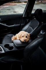 Sad Golden Doodle left alone in a car with black leather interior, looking out with longing eyes....