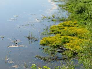 A fragment of marshy terrain near the river.
