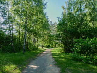 Simple rural summer landscape in bright weather.