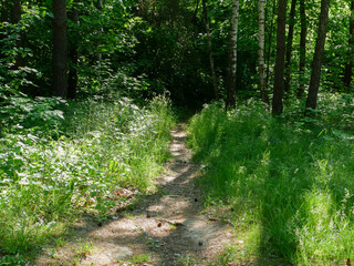 A small path in the forest.
