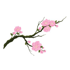Sakura japan cherry branch with blooming flowers