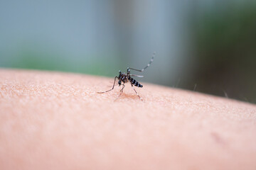 Aedes aegypti mosquitoes bite on human arm