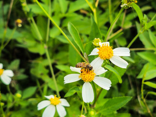 Obraz premium Selective focus: A bee perches on a blooming Bidens or harega (beggarticks) searching for nectar. Bidens or harega (beggarticks) is a genus of flowering plants in the aster family ( Asteraceae ). 