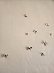 Butterfly on the wall