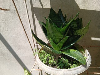 Houseplant Sansevieria trifasciata in a white ceramic pot on a white wooden table against a gray wall in a minimalist style