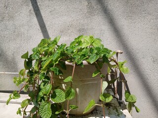 Pilea nummulariifolia (Creeping Charlie) hangs on a white wall background. Fresh green leaves herbaceous plant with succulent stems in white pot, (aroma is like a mint) for modern interior decoration.