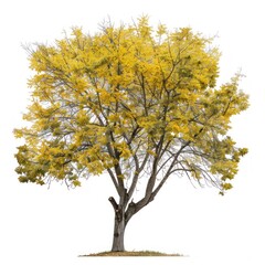 Vibrant yellow blooming tree