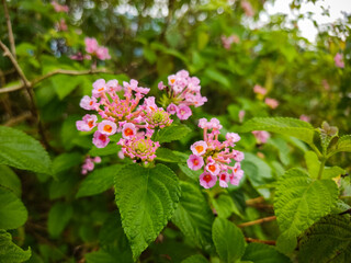 Fototapeta premium Selective focus : Beautiful pink Lantana camara flowers in the garden. In Indonesia it is also known as tahi ayam, saliara, tembelekan.