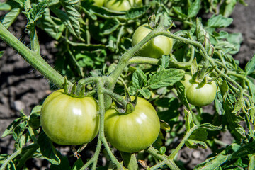 Green ripening tomatoes in a vegetable garden. Close-up of a bush of natural tomatoes.