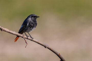 Black redstart male perched on a branch with blurred natural background.