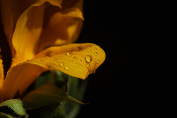Raindrops on petal