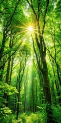 Lush green forest foliage and sunlight filtering through the trees