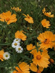 yellow chrysanthemum flowers