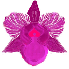 pink orchid flower