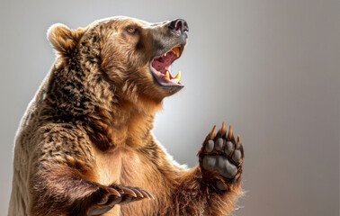Brown bear standing and showing claws and teeth roaring