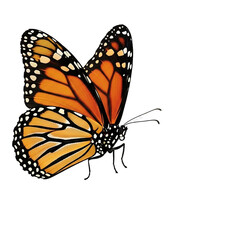 Fototapeta premium A monarch butterfly, positioned in the left-center of the image, is shown with its wings fully opened