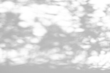 Fototapeta na wymiar Abstract natural tree leaves shadow on white wall background