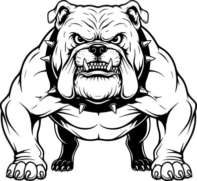 an aggressive bulldog with a threatening expression, black and white vector illustration