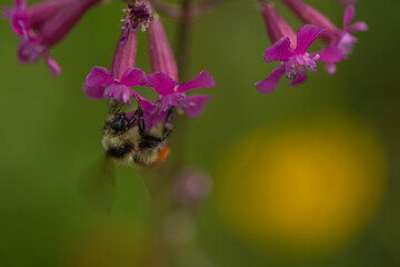 Bee on pink flower