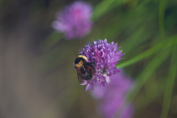 Bee on purple flower