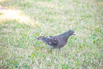 野原にいる1匹の鳩のアップ