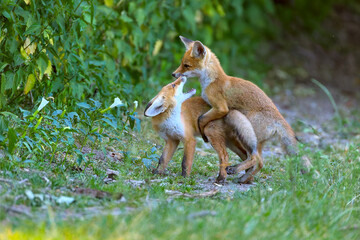 Young red foxes playing on forest road. Cute wild animals in nature. Red fox cubs. Vulpes Vulpes.