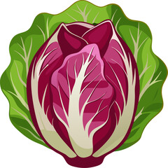 Radicchio  isolated on white background