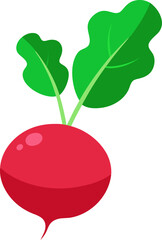 vector illustration of Radish 