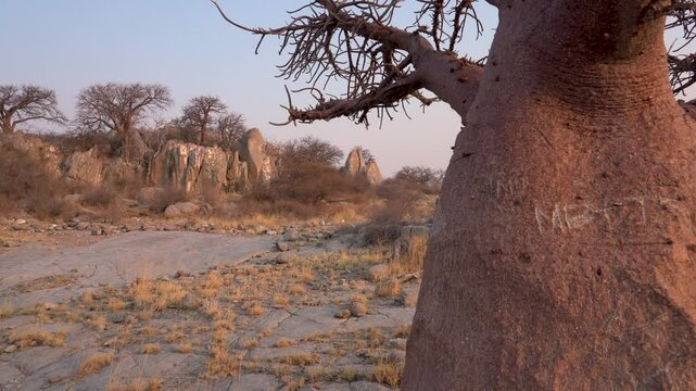 Pan on Kubu Island at sunset with rocks and baobab trees in Botswana, Africa.