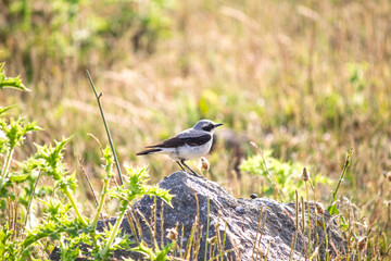 Northern Wheatear (Oenanthe oenanthe) on a rock in the countryside. Ornithology. Single male Northern Wheatear. Bird, animal idea concept. Wildlife, nature. 