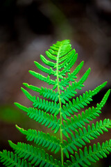 Green fern on blurry background. A fern with a triangular shape. The concept of geometry idea in nature. Plant. Bracken.