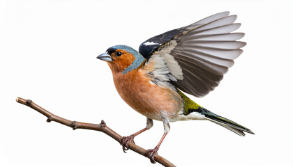 Chaffinch Bird