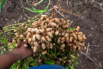 Fresh peanuts plants with roots plants harvest of peanut plants. peanuts plants with roots