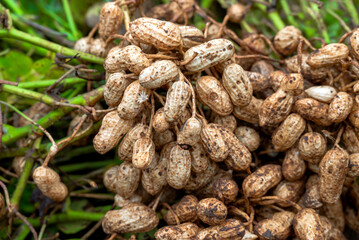 Fresh peanuts plants with roots plants harvest of peanut plants. peanuts plants with roots