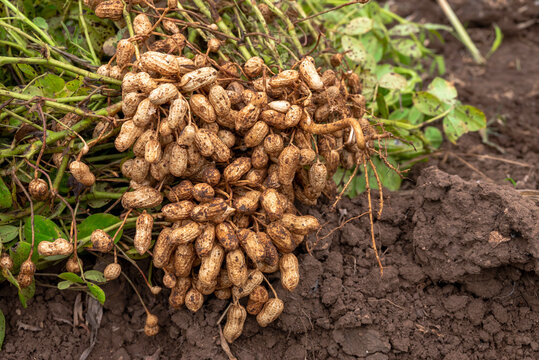 Fresh peanuts plants with roots plants harvest of peanut plants. peanuts plants with roots