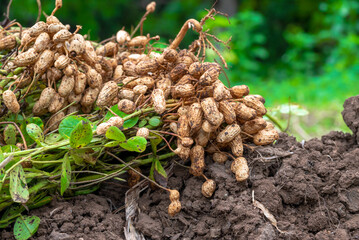 Fresh peanuts plants with roots plants harvest of peanut plants. peanuts plants with roots