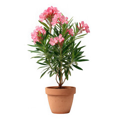 Fototapeta premium Pink oleander plant in a terracotta pot against a stark white background view