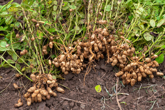 Fresh peanuts plants with roots plants harvest of peanut plants. peanuts plants with roots