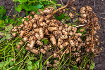 Fresh peanuts plants with roots plants harvest of peanut plants. peanuts plants with roots