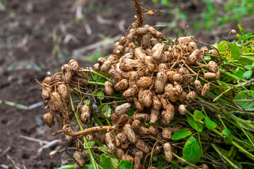 Fresh peanuts plants with roots plants harvest of peanut plants. peanuts plants with roots