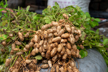 Fresh peanuts plants with roots plants harvest of peanut plants. peanuts plants with roots
