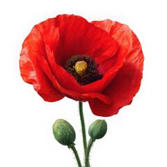 Naklejka premium Close up of a vibrant red poppy flower with green buds against white background