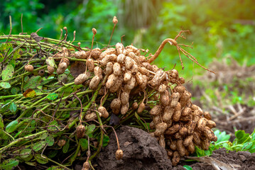 Fresh peanuts plants with roots plants harvest of peanut plants. peanuts plants with roots