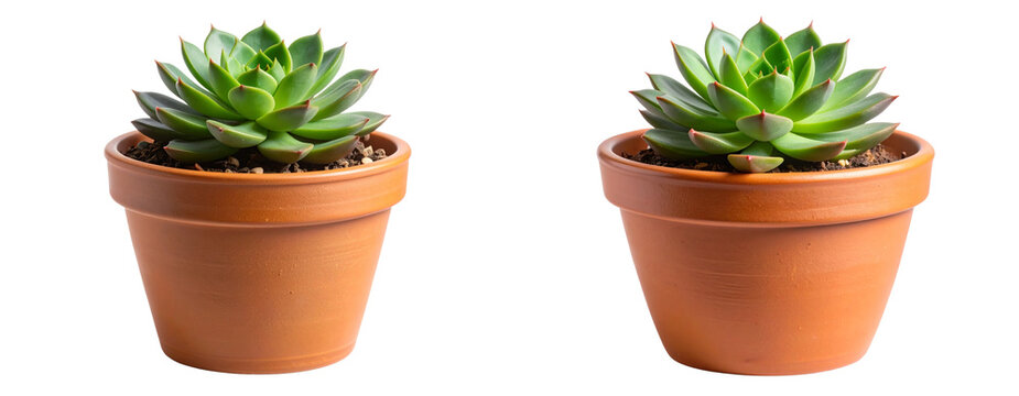 Vibrant Succulent Plant in Rustic Terracotta Pot for Home Decor, Transparent Background PNG