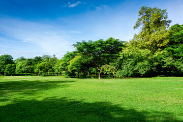 Fresh green lawns in the park. Blur nature bokeh green park trees in morning.