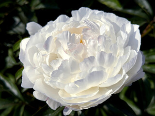 White peony flower beautiful delicate petals.